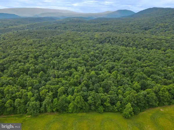 a view of a lush green forest with trees and a houses