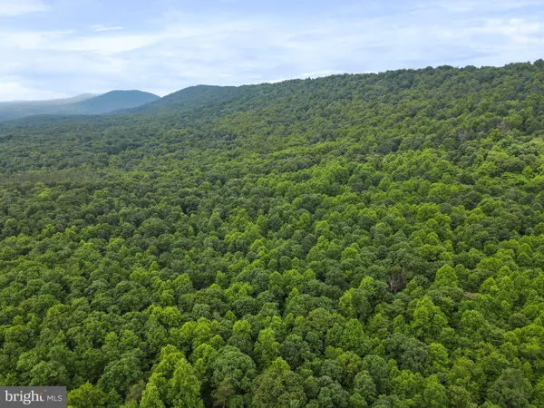 a view of a lush green forest with a street