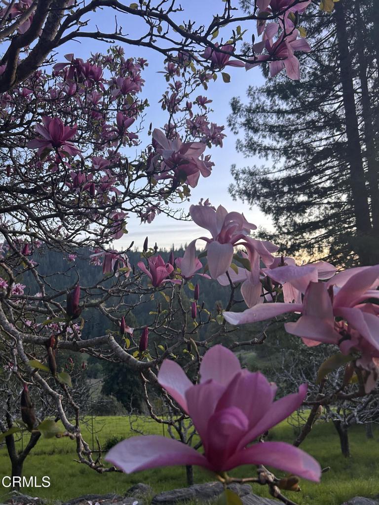 29100 Comptche Ukiah Road Comptche, CA 95427 - Photo 4 of 60