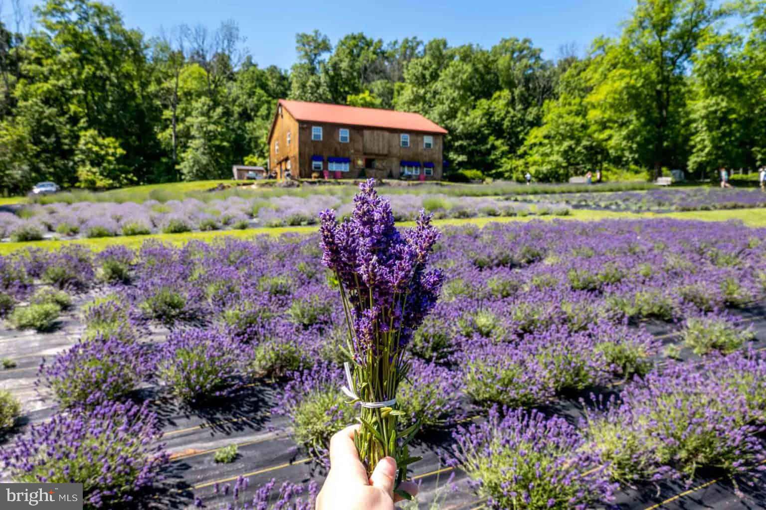 3845 Jacob Stout Road Doylestown, PA 18902 - Photo 37 of 37 PeaceValley Lavendar Farm