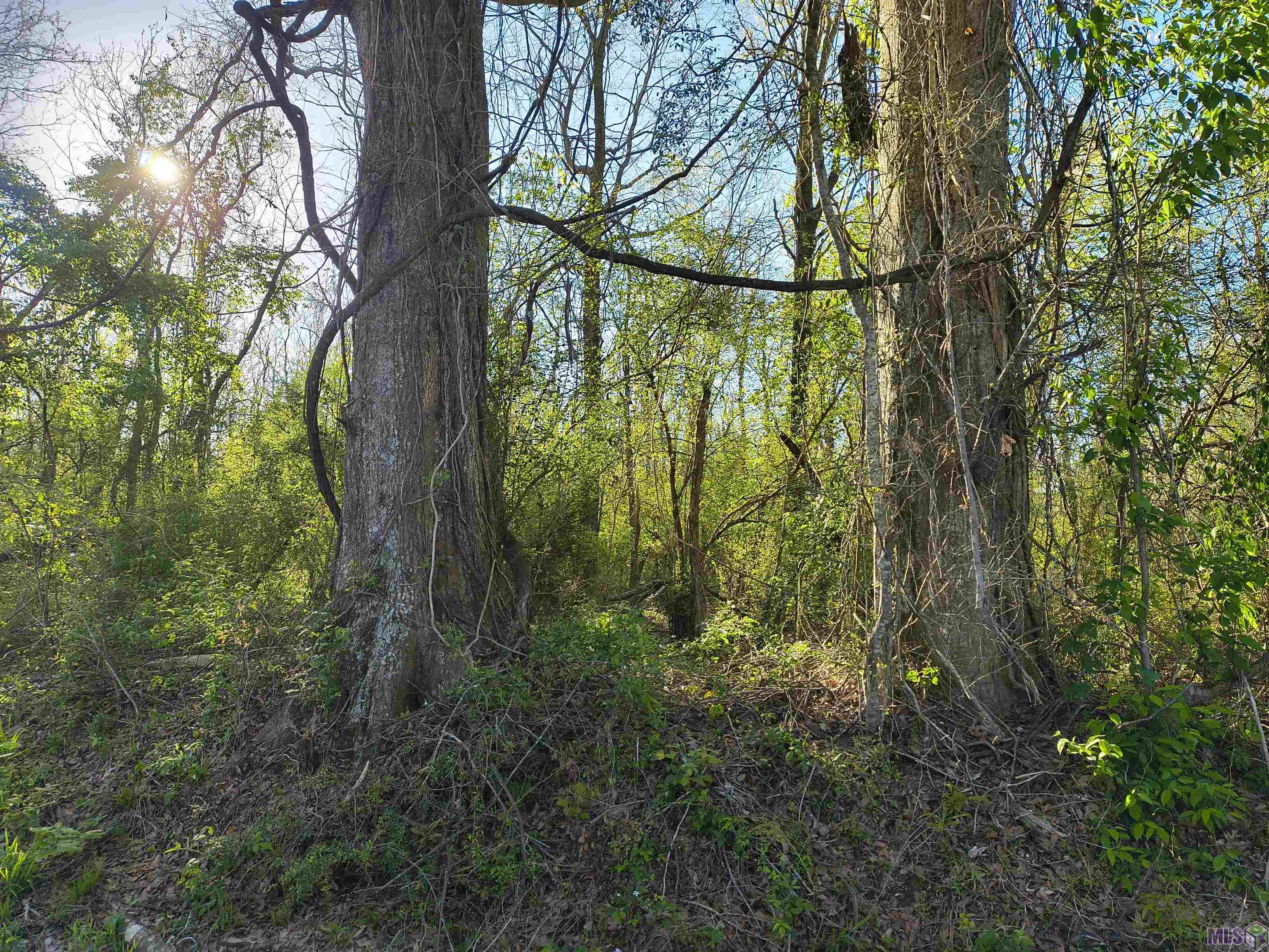 Tbd Tbd Brian Road Zachary, LA 70791 - Photo 3 of 8