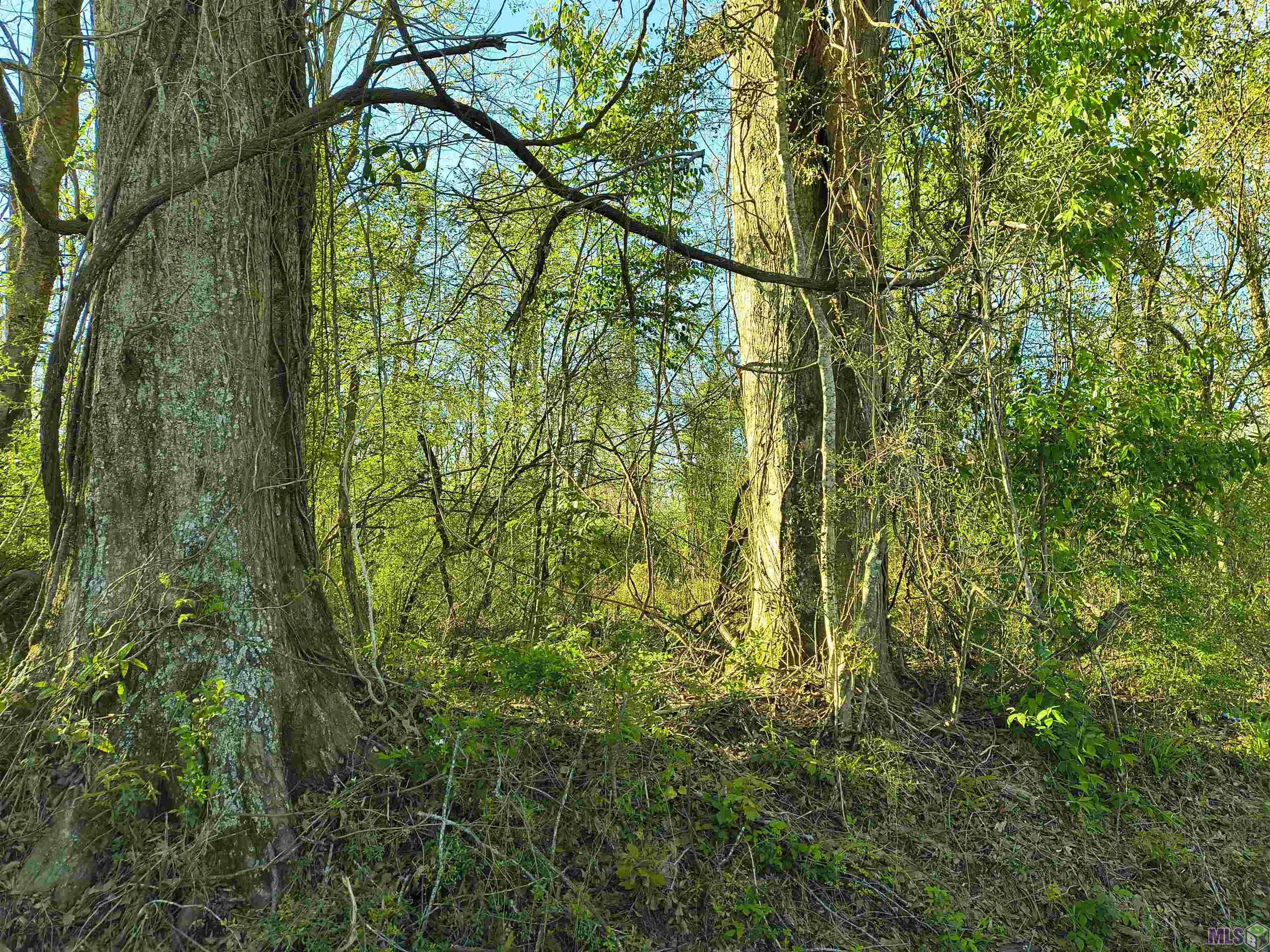 Tbd Tbd Brian Road Zachary, LA 70791 - Photo 7 of 8