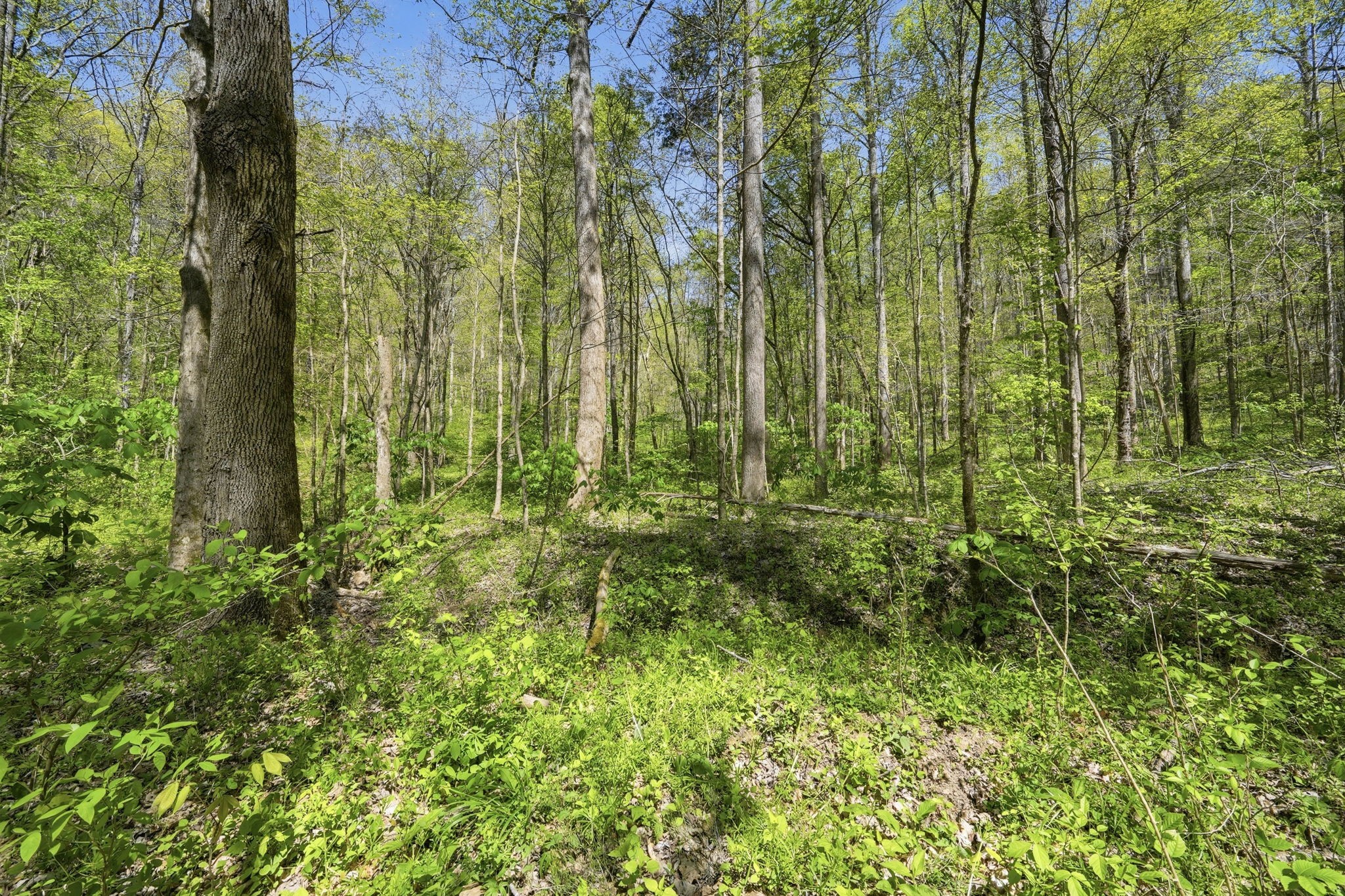 0 Green Road Beechgrove, TN 37018 - Photo 21 of 21