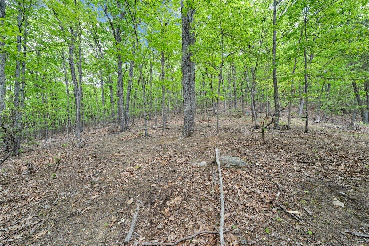 290 Silver Shadow Road Hardy, VA 24101 - Photo 51 of 62 a view of a forest with trees in the background