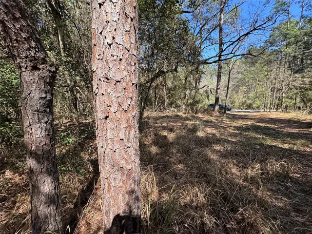 a view of a yard with trees