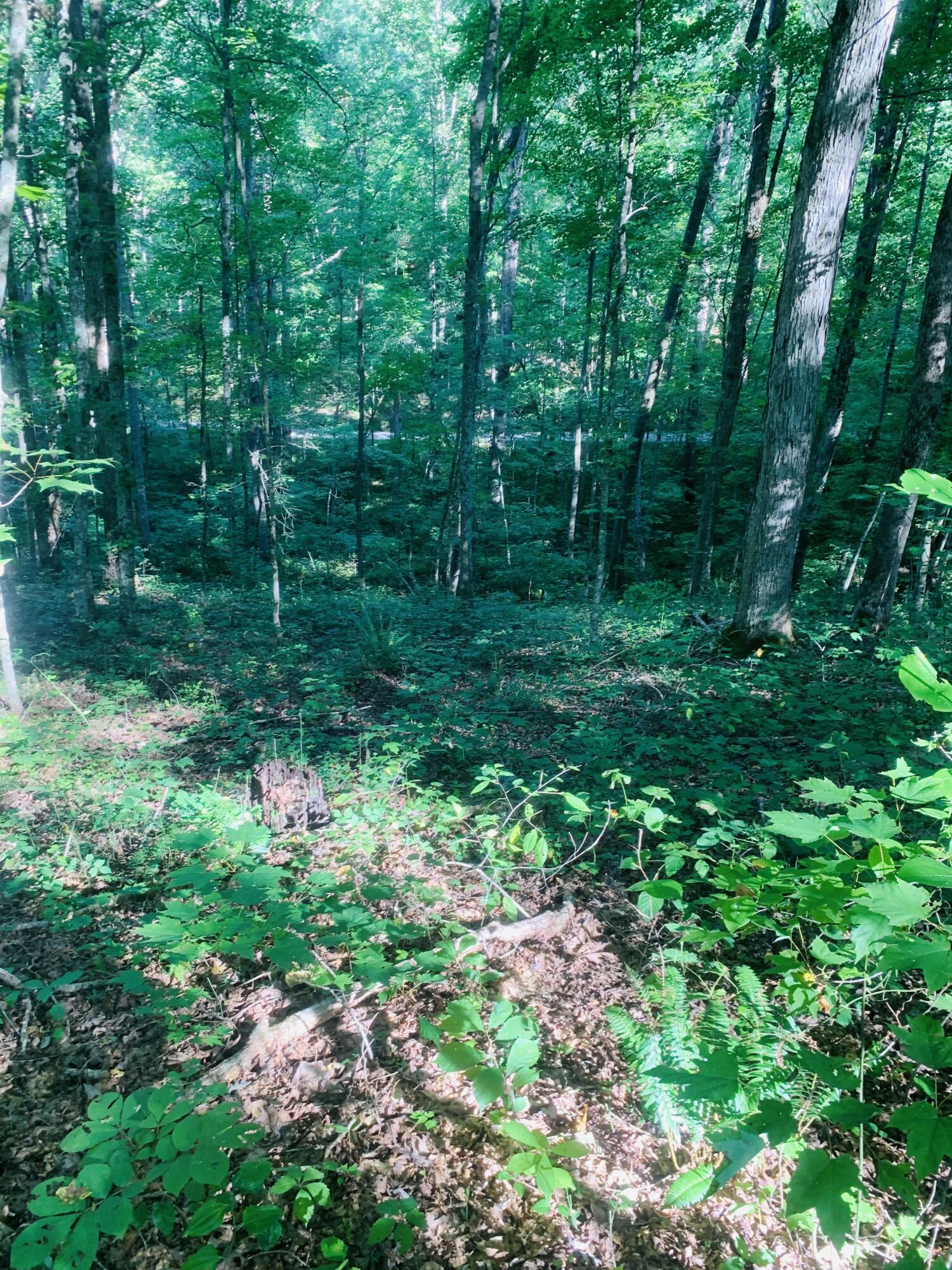 9999 West Adkins Arthur Road Somerset, KY 42501 - Photo 13 of 24 3AA4D5CE-1AB0-4338-8D29-C9AE3340F031