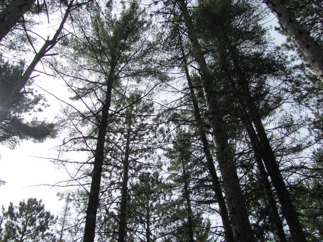 N Hillside Road Tomahawk, WI 54487 - Photo 20 of 20 Gallery Image 20
