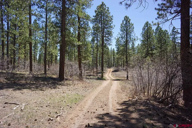 a view of a backyard with large trees