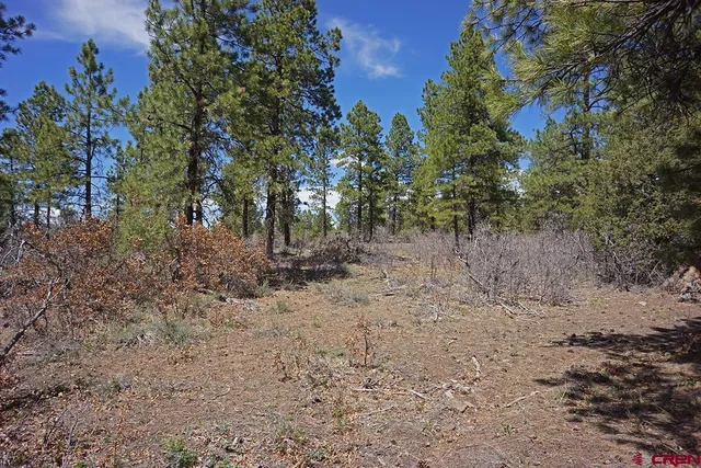 a view of a yard with lots of bushes