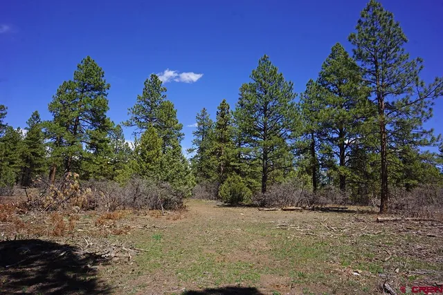 a view of a yard with plants and trees