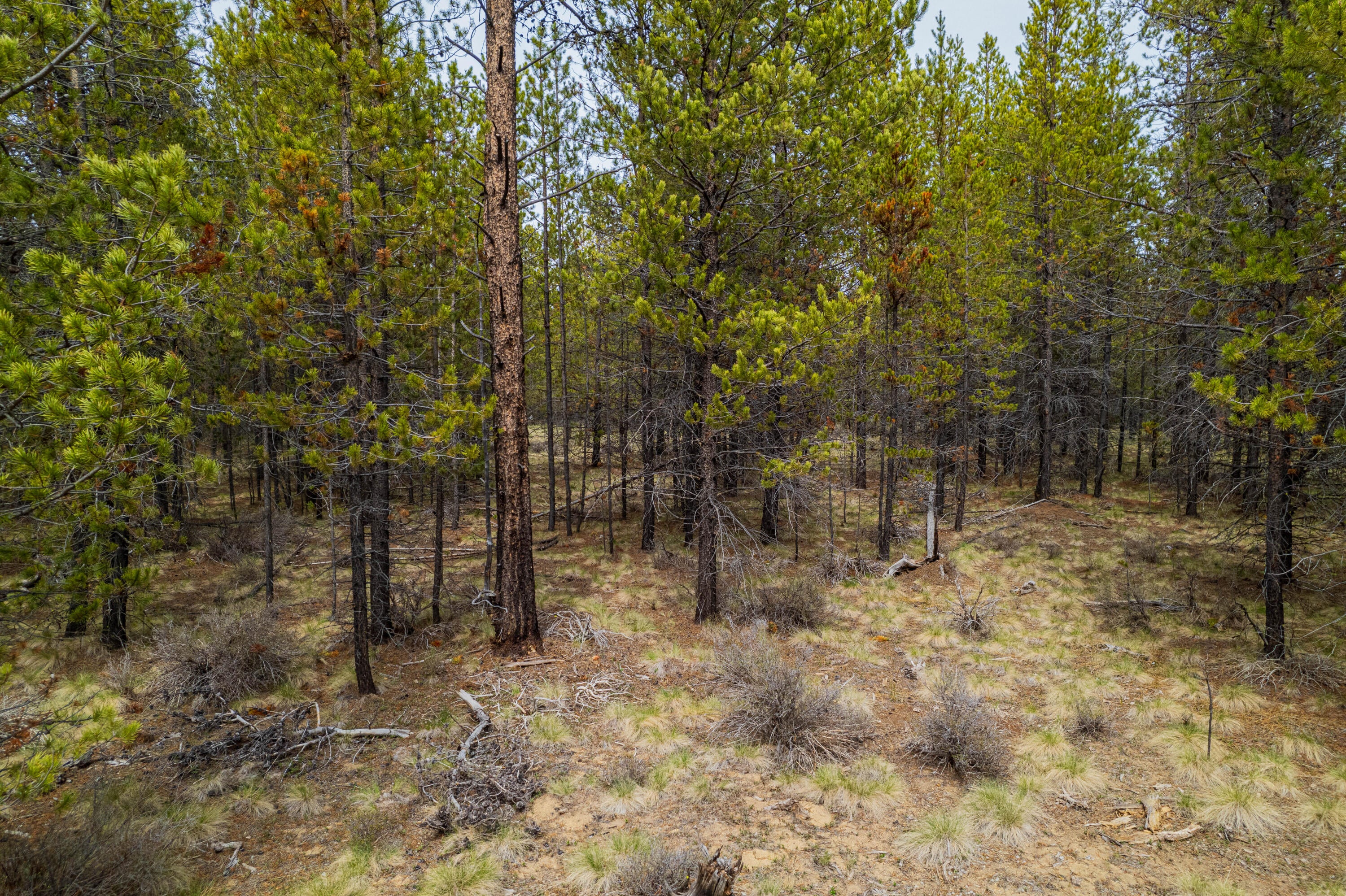 54970 Roundtree Lane Bend, OR 97707 - Photo 15 of 17 54970 Roundtree Ln-16