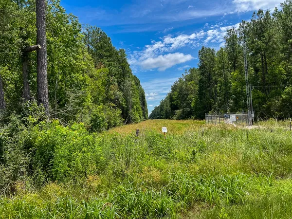 a view of a tree in a forest