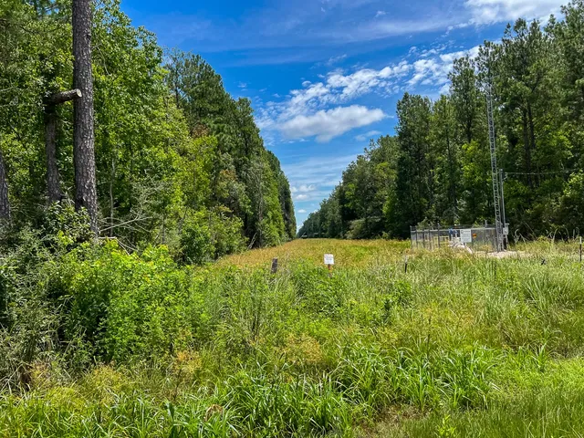 a view of a tree in a forest