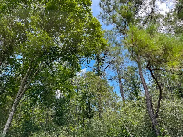a view of a road with a yard