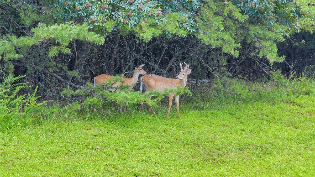 932 Clear Pointe Run Lynch Station, VA 24571 - Photo 147 of 154 Yard