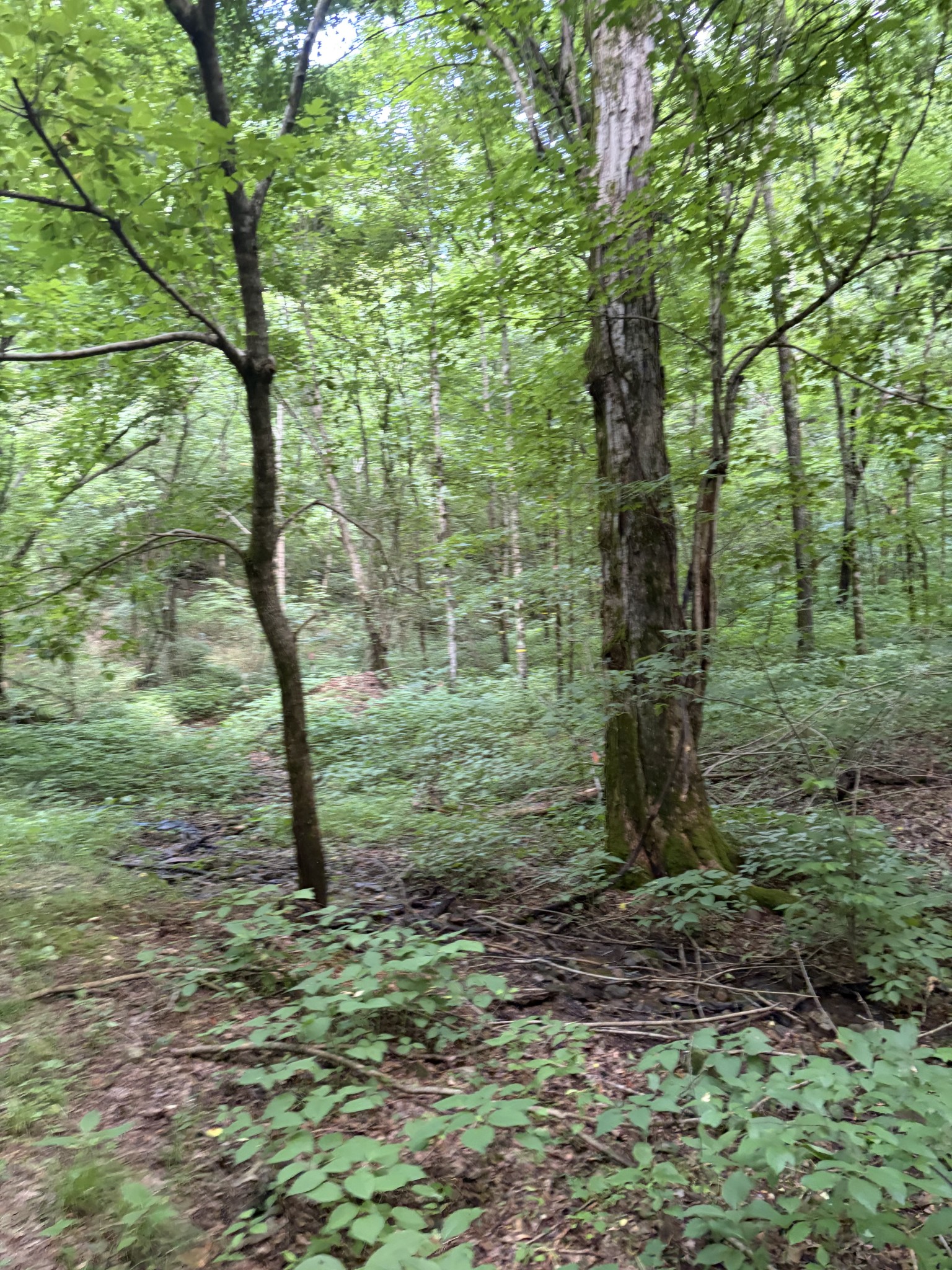 0 Kelso-Smithland Road Kelso, TN 37348 - Photo 18 of 45 a view of a trees in a yard
