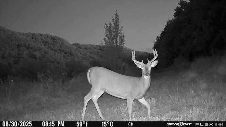 580 Skunk Hollow Road La Crescent, MN 55947 - Photo 76 of 83 Trail Cam