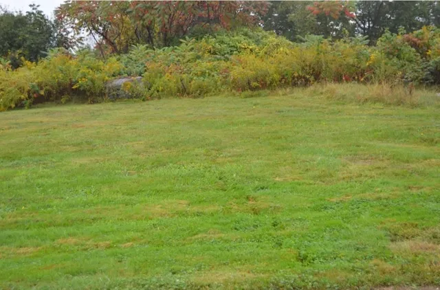 a view of an ocean from a yard