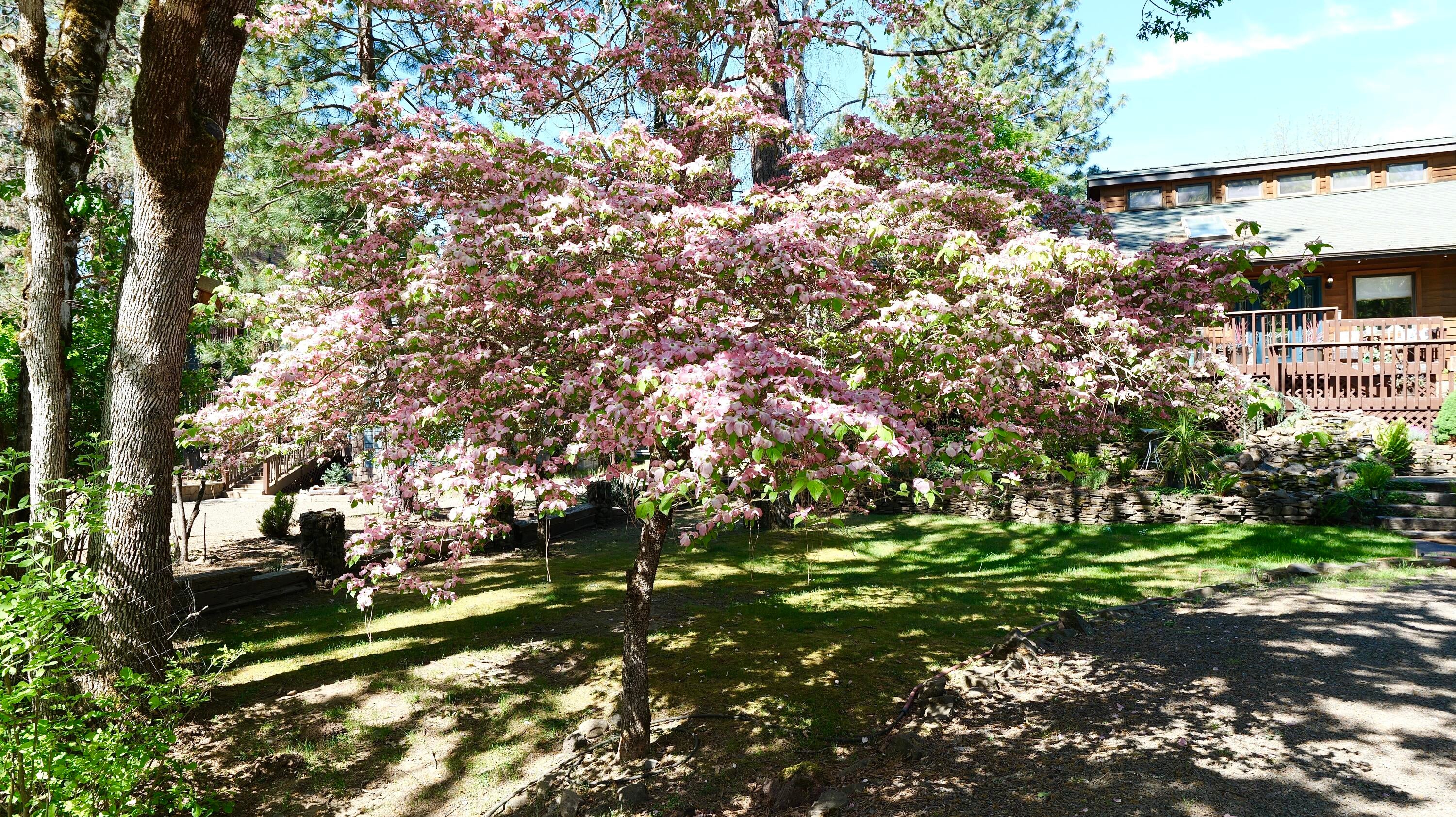 975 Old Ferry Road Shady Cove, OR 97539 - Photo 82 of 100 Beautiful landscaping