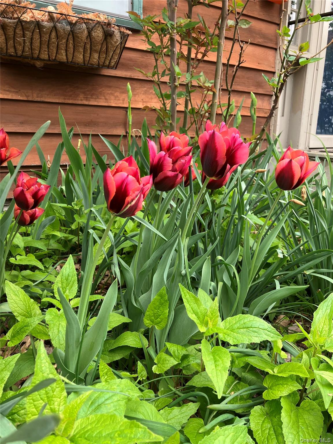 46 Union Street Montgomery, NY 12549 - Photo 33 of 38 a view of a yard with plants