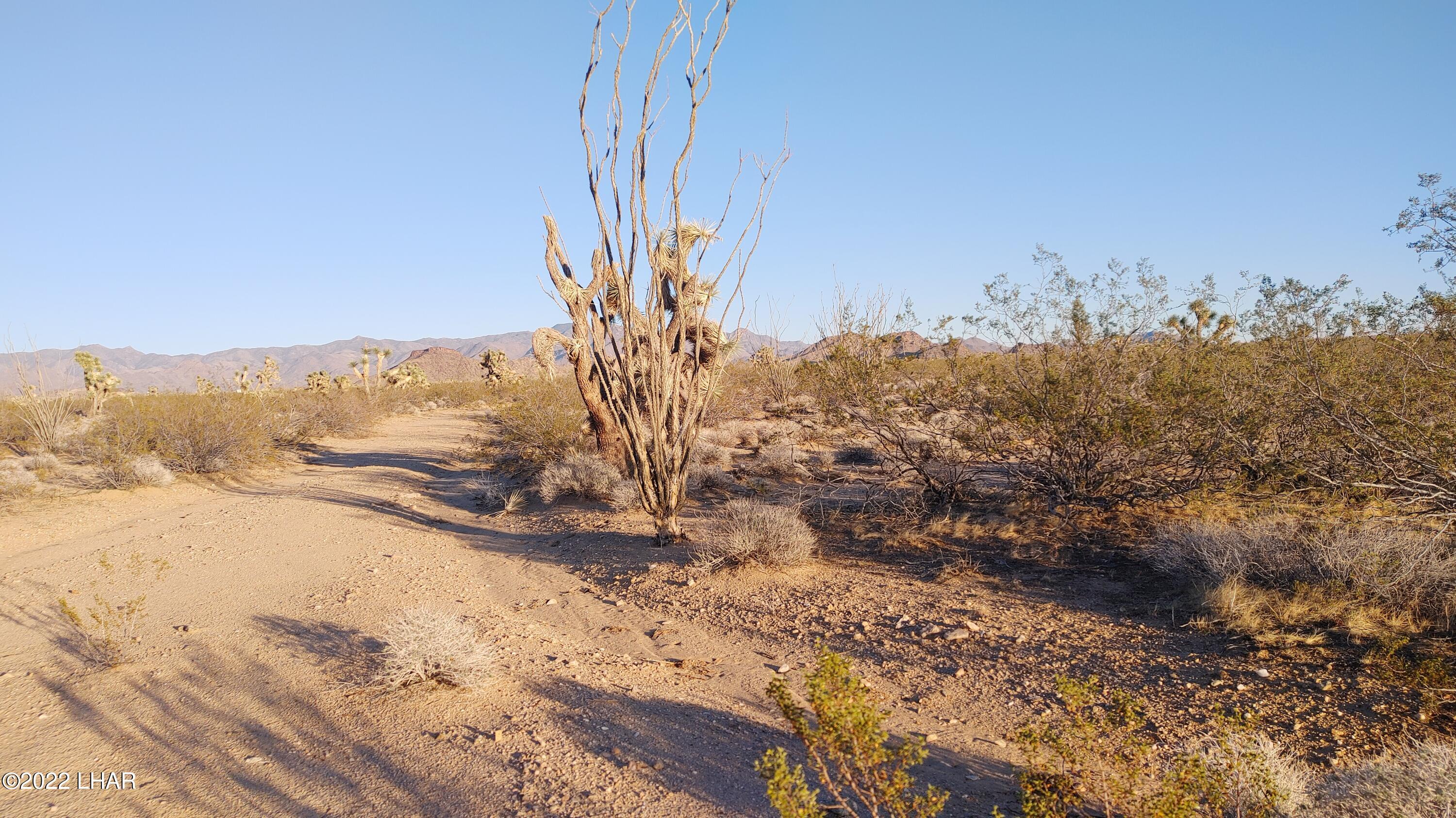 3384 South Custer Road Yucca, AZ 86438 - Photo 6 of 32 Ample Vegetation