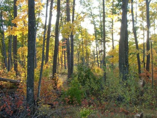 150-ac Steele Road Harshaw, WI 54529 - Photo 12 of 16 Gallery Image 12