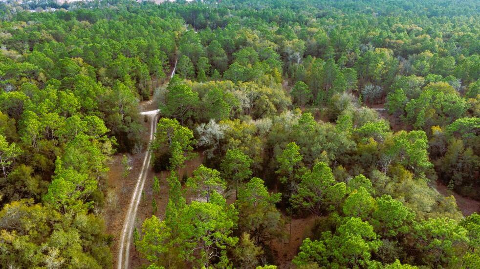0 Southwest 152nd Terrace Ocala, FL 34481 - Photo 12 of 14 a view of a forest with a tree