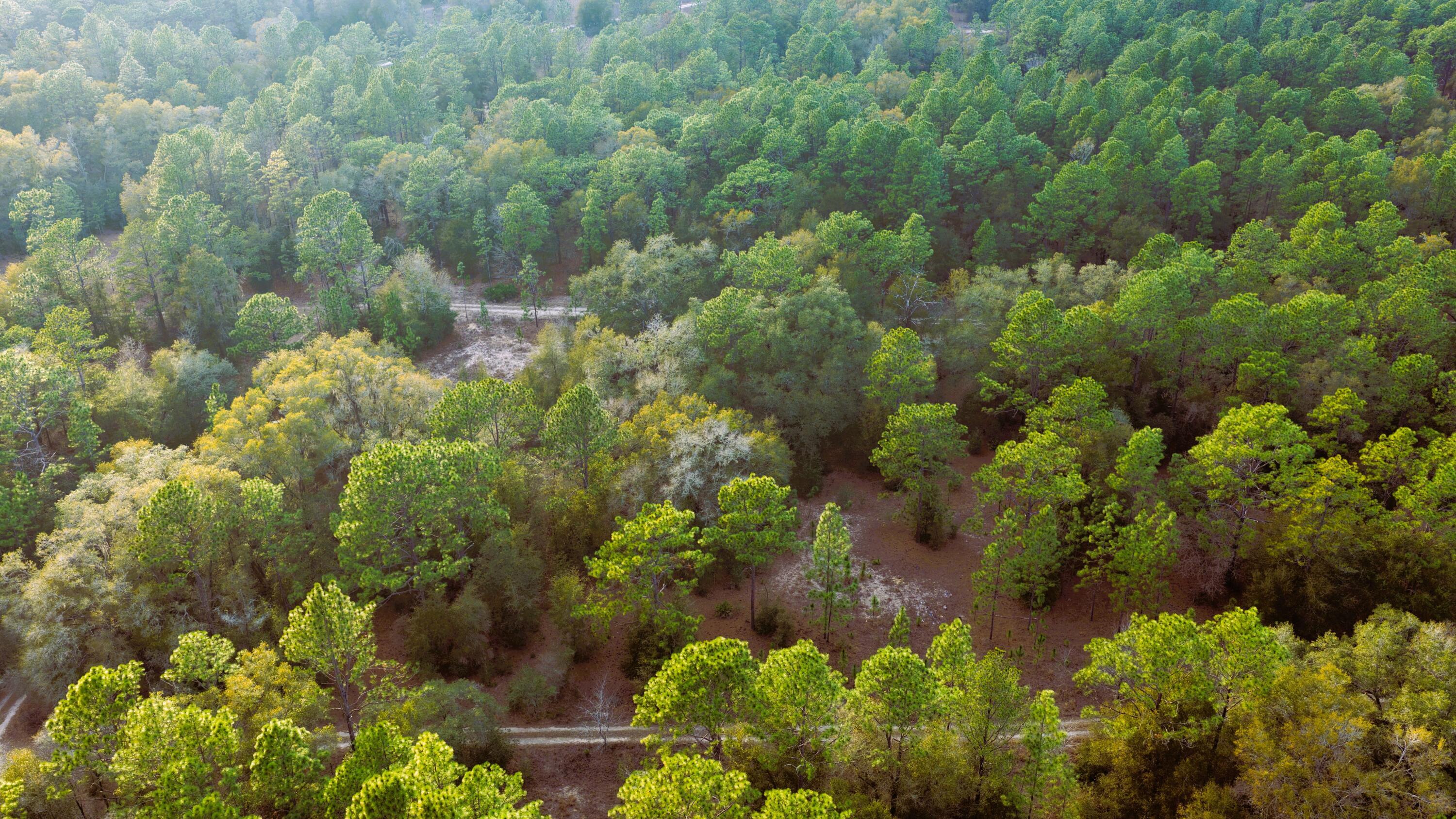 0 Southwest 152nd Terrace Ocala, FL 34481 - Photo 6 of 14 a view of a garden with plants