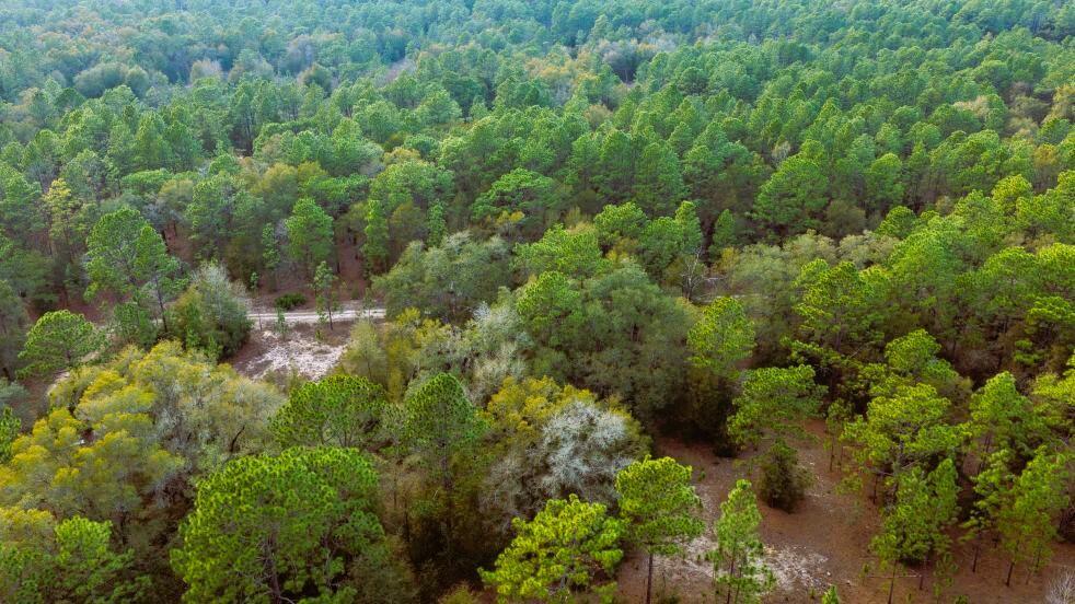 0 Southwest 152nd Terrace Ocala, FL 34481 - Photo 7 of 14 a view of a house with a lush green forest