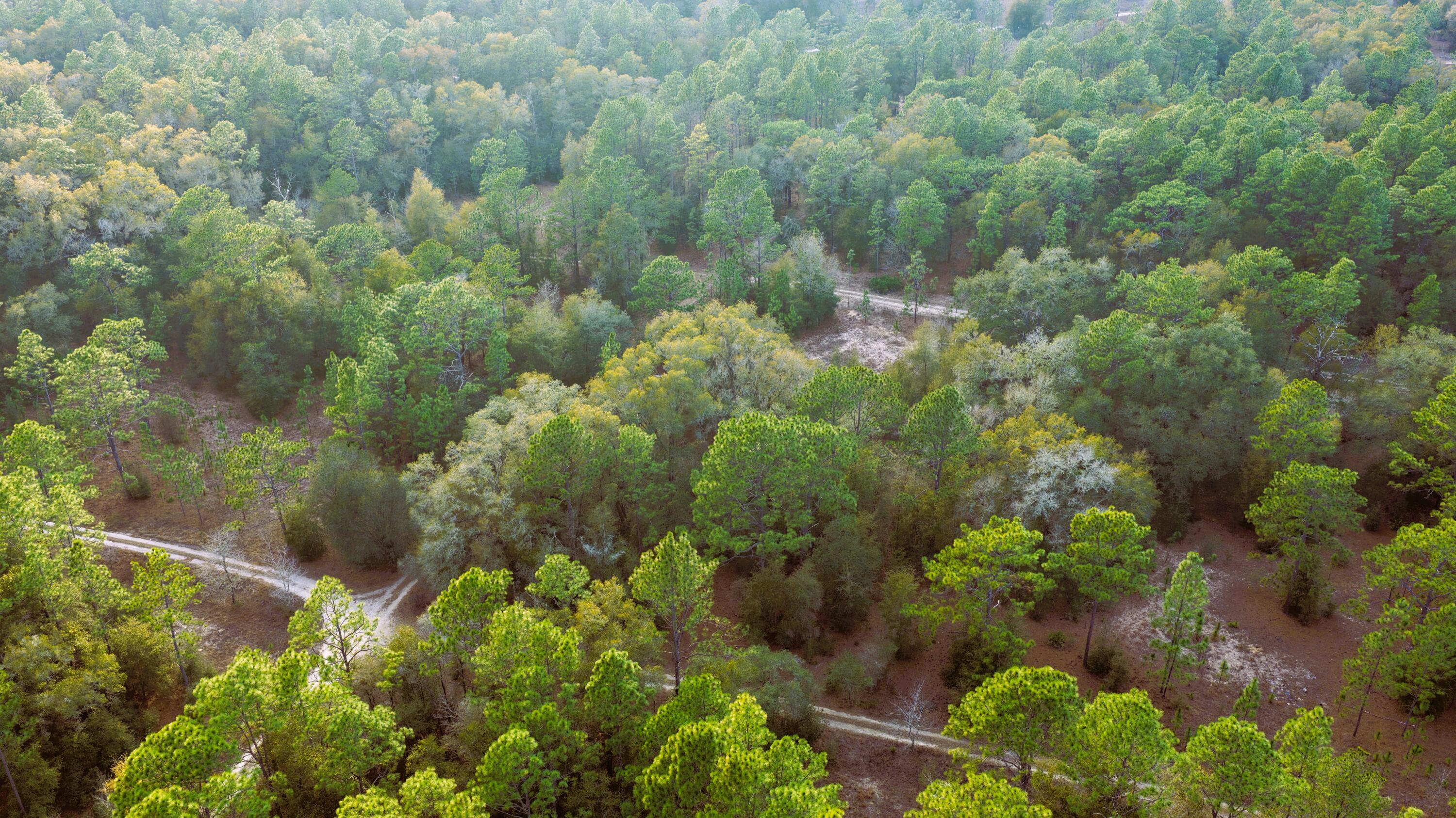 0 Southwest 152nd Terrace Ocala, FL 34481 - Photo 8 of 14 a view of a garden with plants