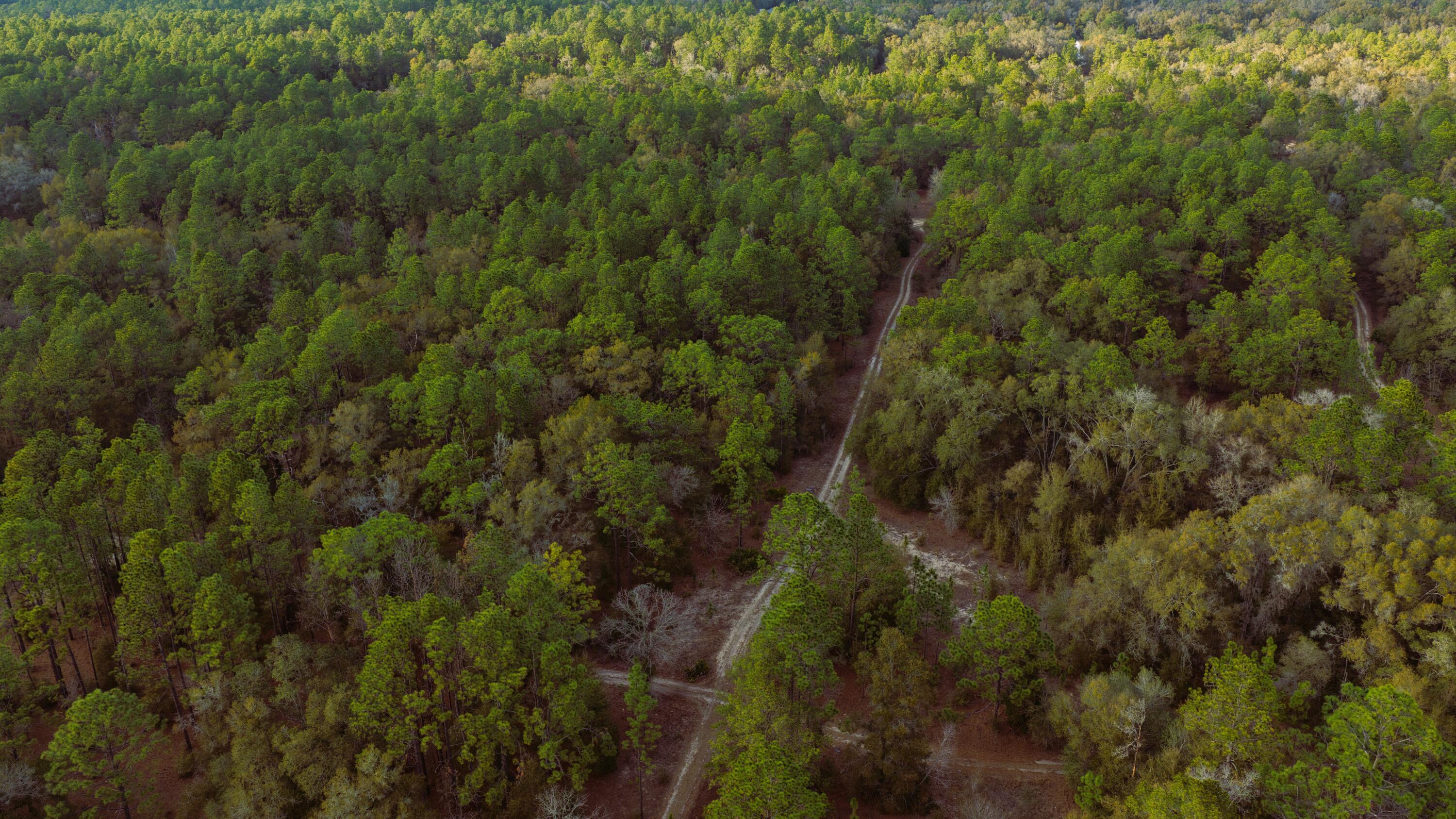 0 Southwest 152nd Terrace Ocala, FL 34481 - Photo 9 of 14 a view of a lots of trees and bushes