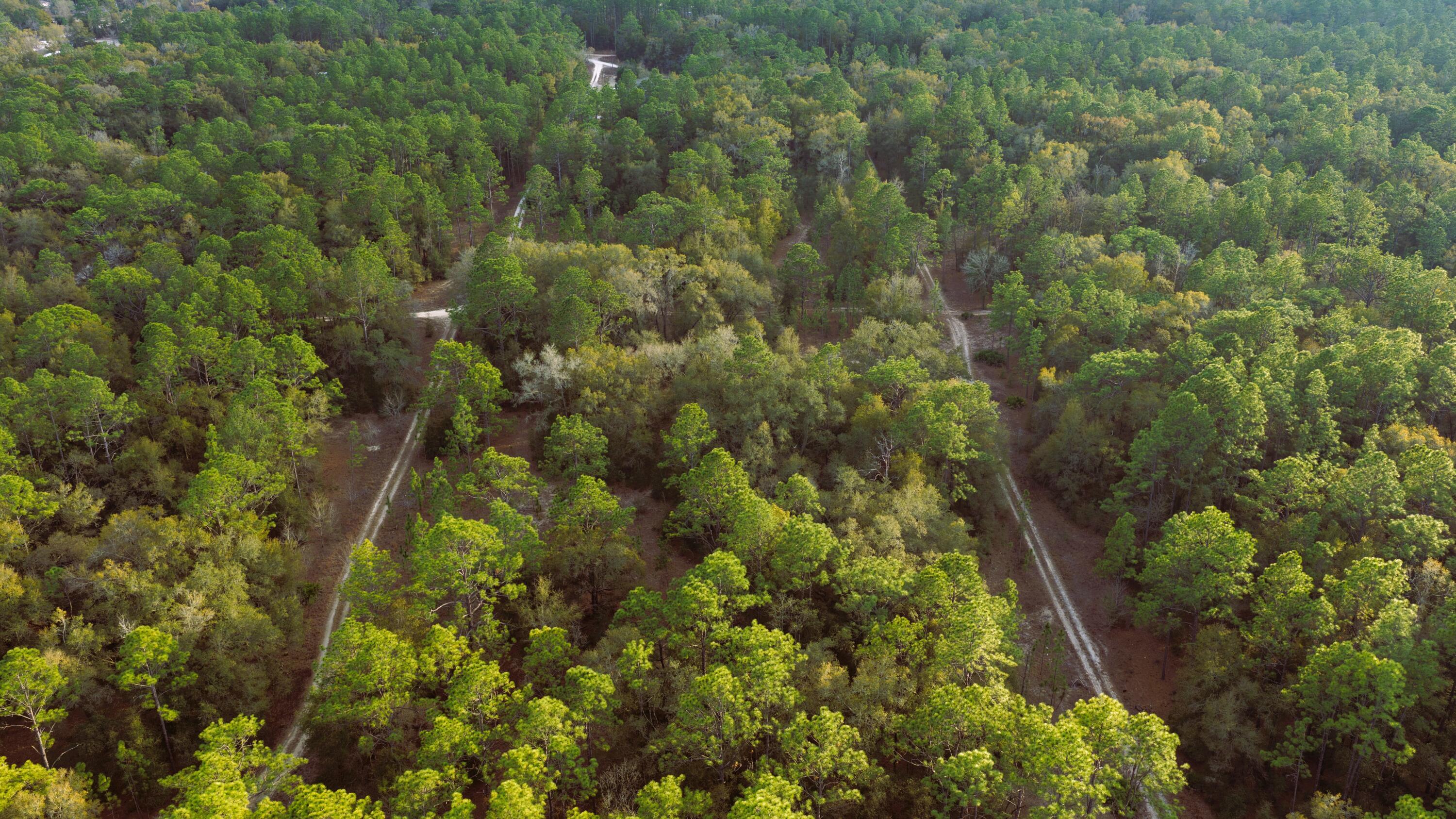 0 Southwest 152nd Terrace Ocala, FL 34481 - Photo 10 of 14 a view of a forest