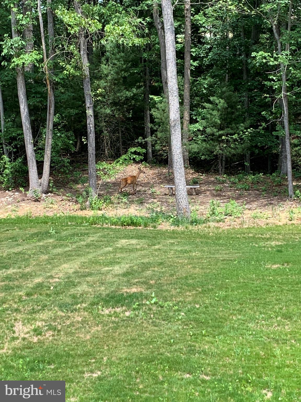 3213 Old Tanbark Road Luray, VA 22835 - Photo 8 of 93