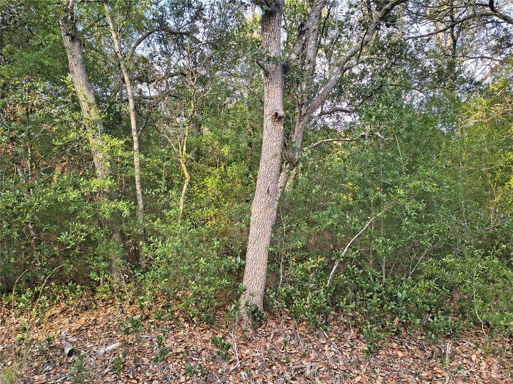 8821 Northeast 97th Court Bronson, FL 32621 - Photo 2 of 5