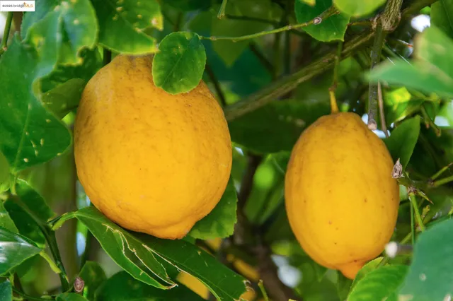 $798,000 | 4032 Laurel Avenue, Oakland, CA 94602