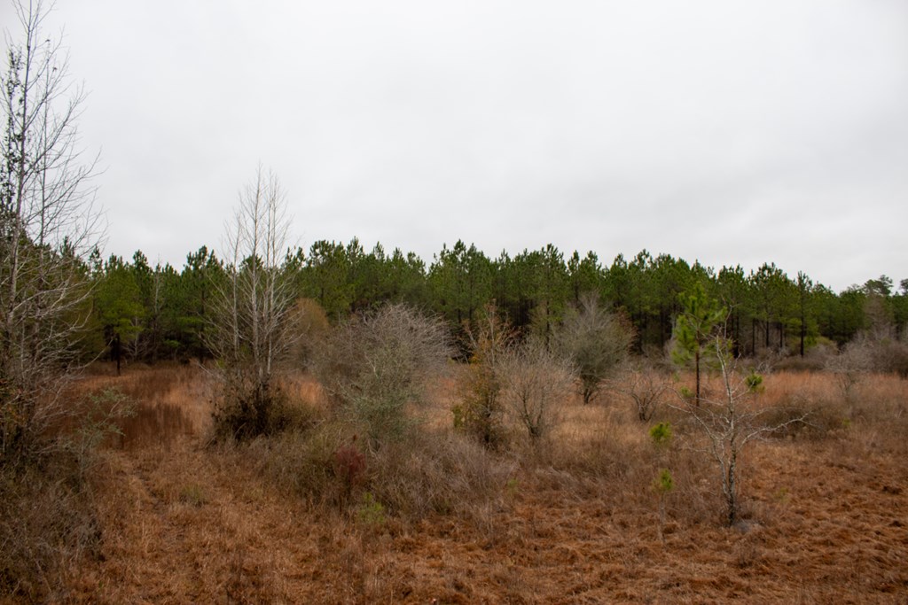 3 Pilgram Ch Road Gordon, AL 36343 - Photo 12 of 28 Gallery Image 12