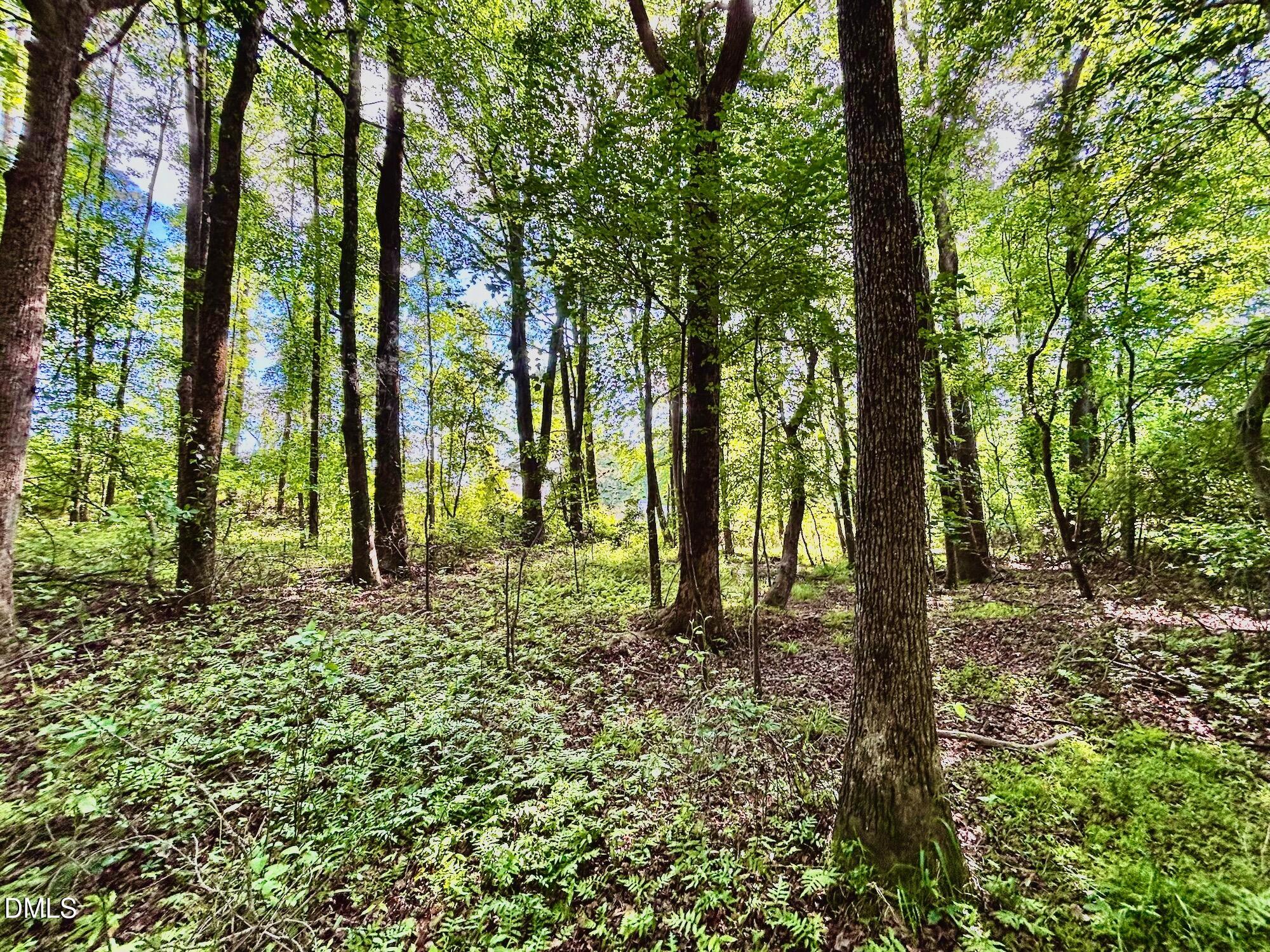 0 Eli Olive Road Smithfield, NC 27577 - Photo 6 of 11 Forest