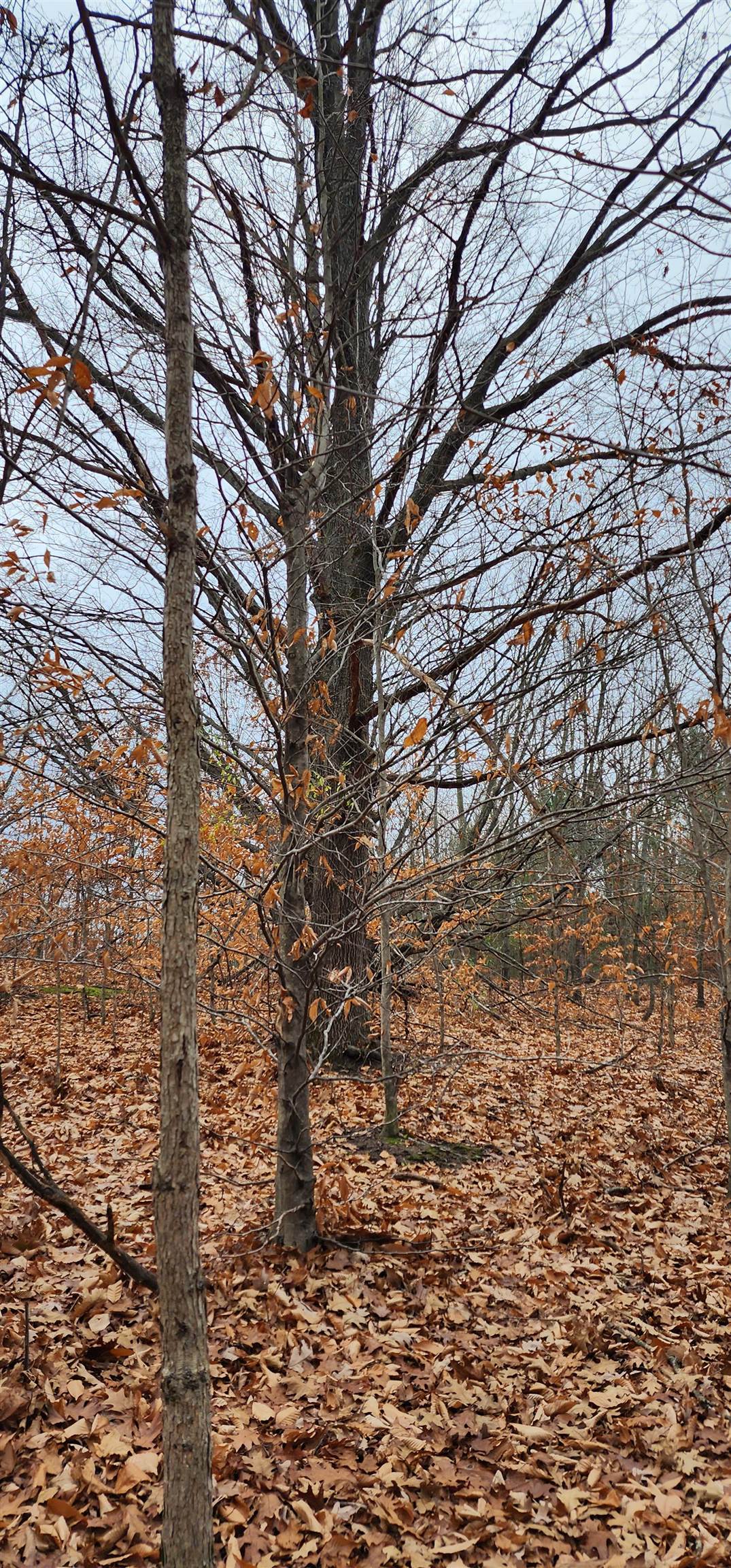 8.59 West Phelps Road Manton, MI 49663 - Photo 17 of 26