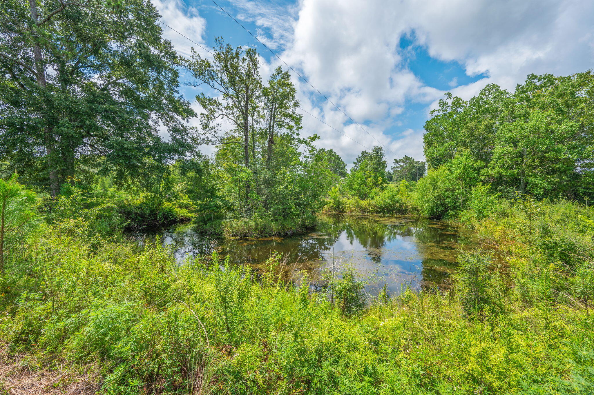 2685 Prescott Road Florala, AL 36442 - Photo 18 of 34 a view of a garden