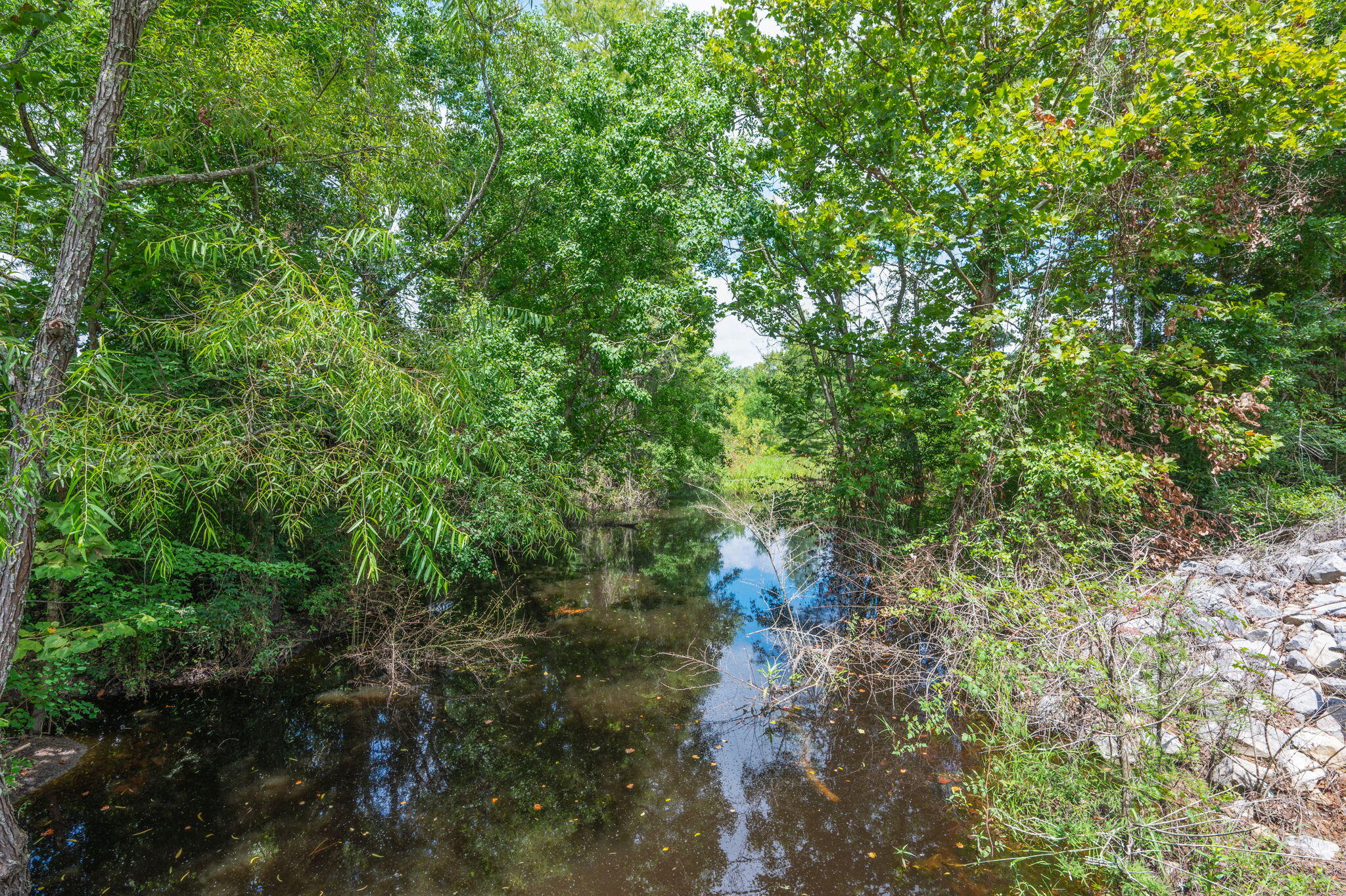 2685 Prescott Road Florala, AL 36442 - Photo 21 of 34 a view of a forest with a tree
