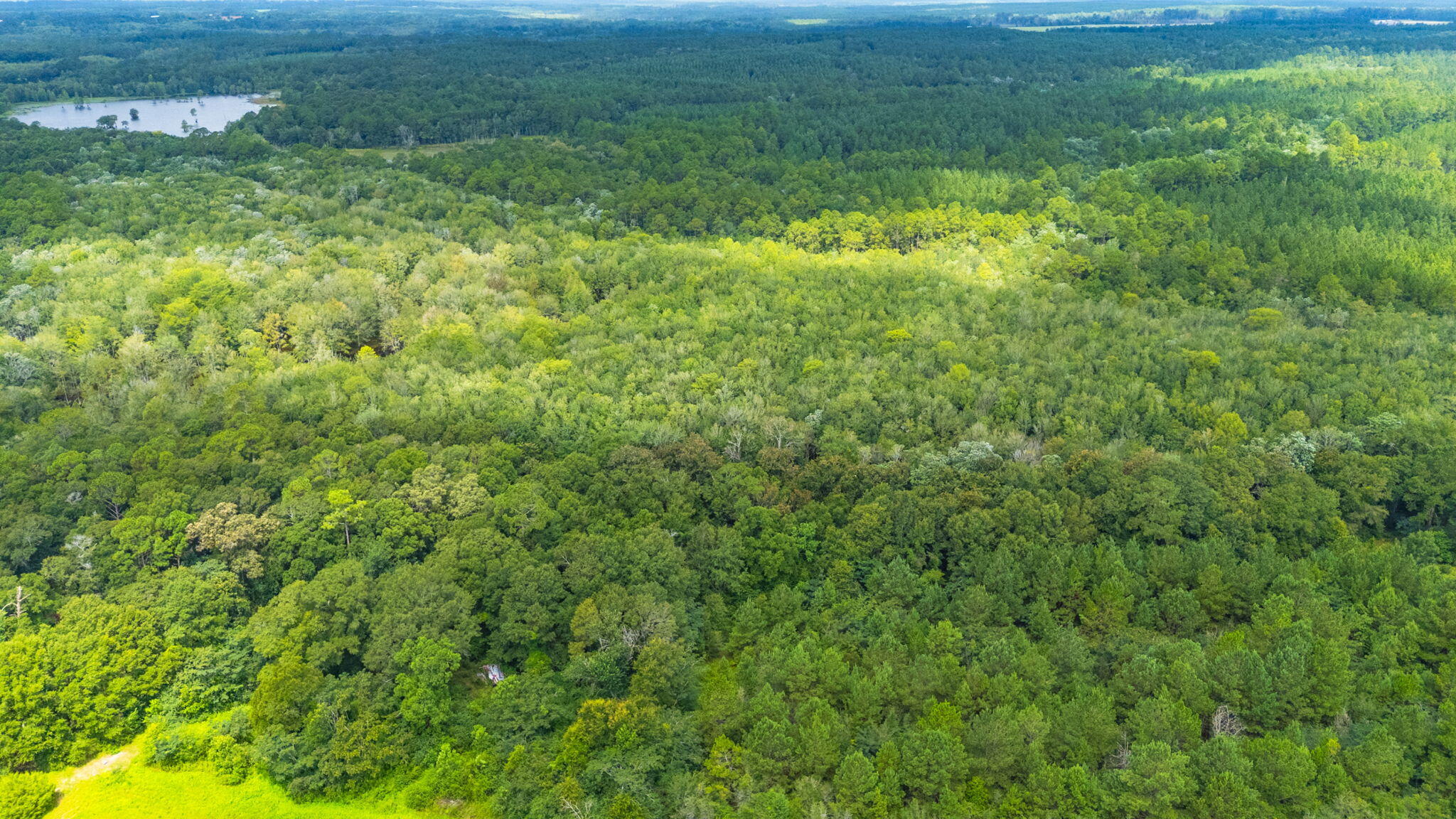 2685 Prescott Road Florala, AL 36442 - Photo 22 of 34 a view of a big yard with large trees