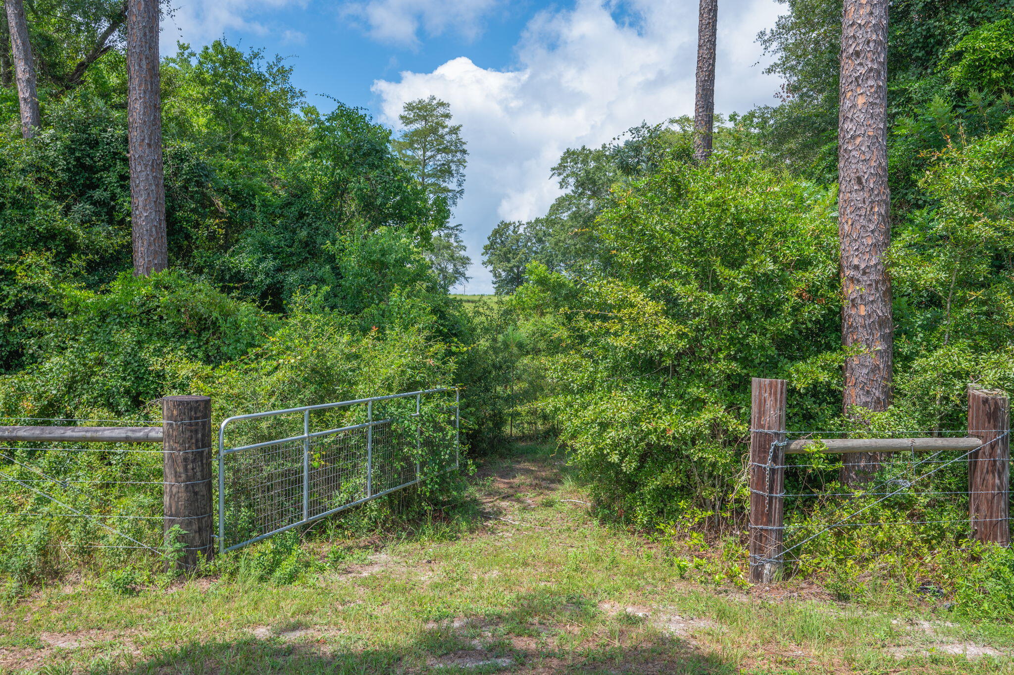 2685 Prescott Road Florala, AL 36442 - Photo 3 of 34 a view of a backyard