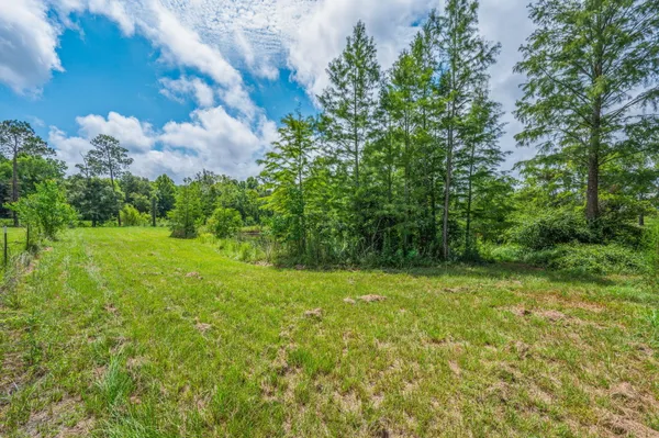 a view of a yard with plants and large trees