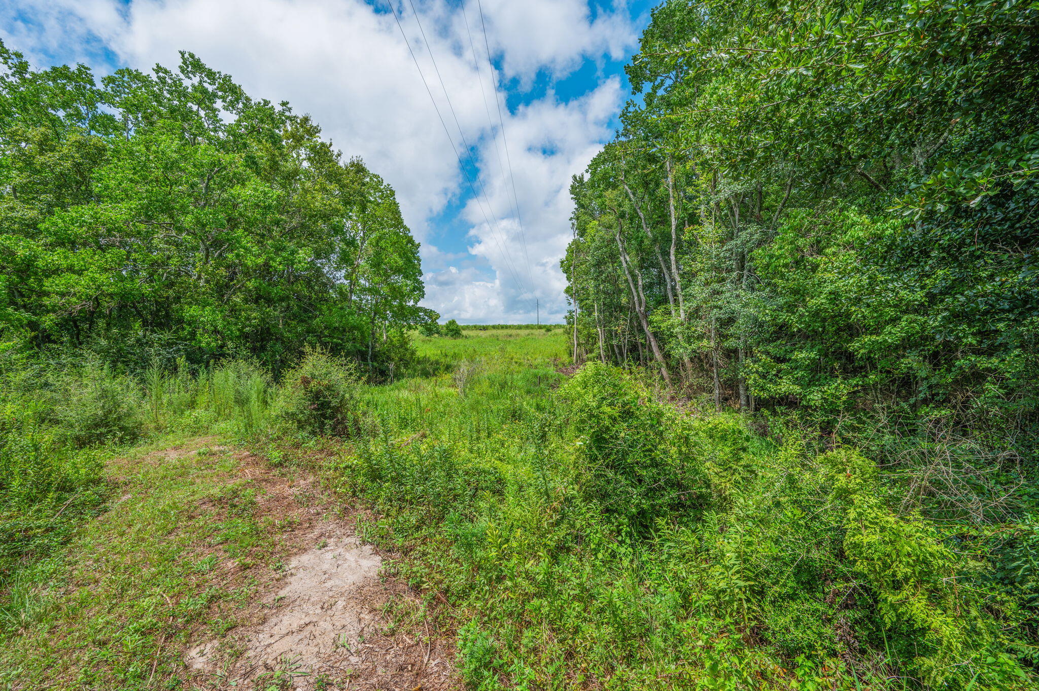 2685 Prescott Road Florala, AL 36442 - Photo 8 of 34 a view of a garden