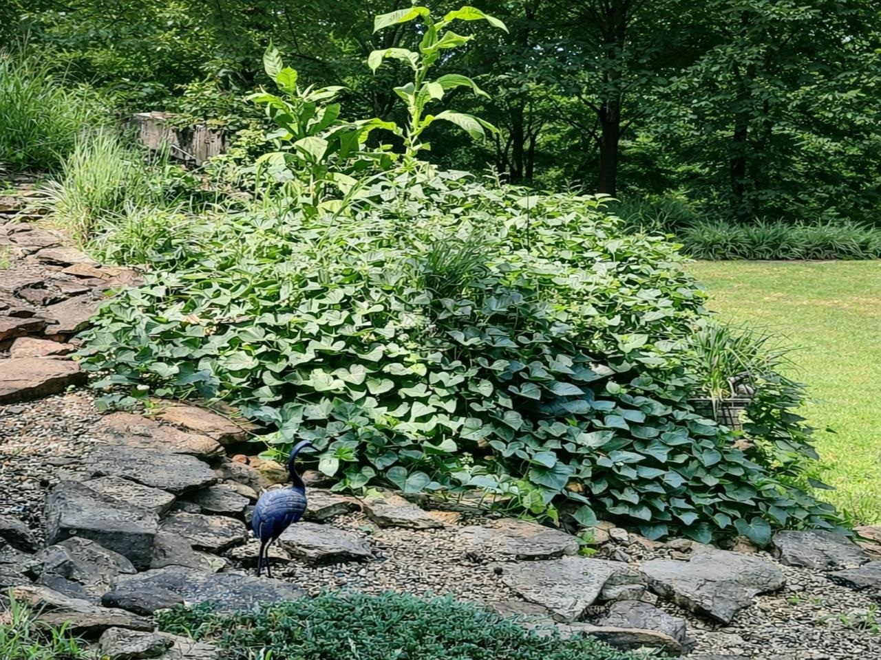 509 Logan Run Road Murphysboro, IL 62966 - Photo 12 of 17 a backyard of a house with lots of green space