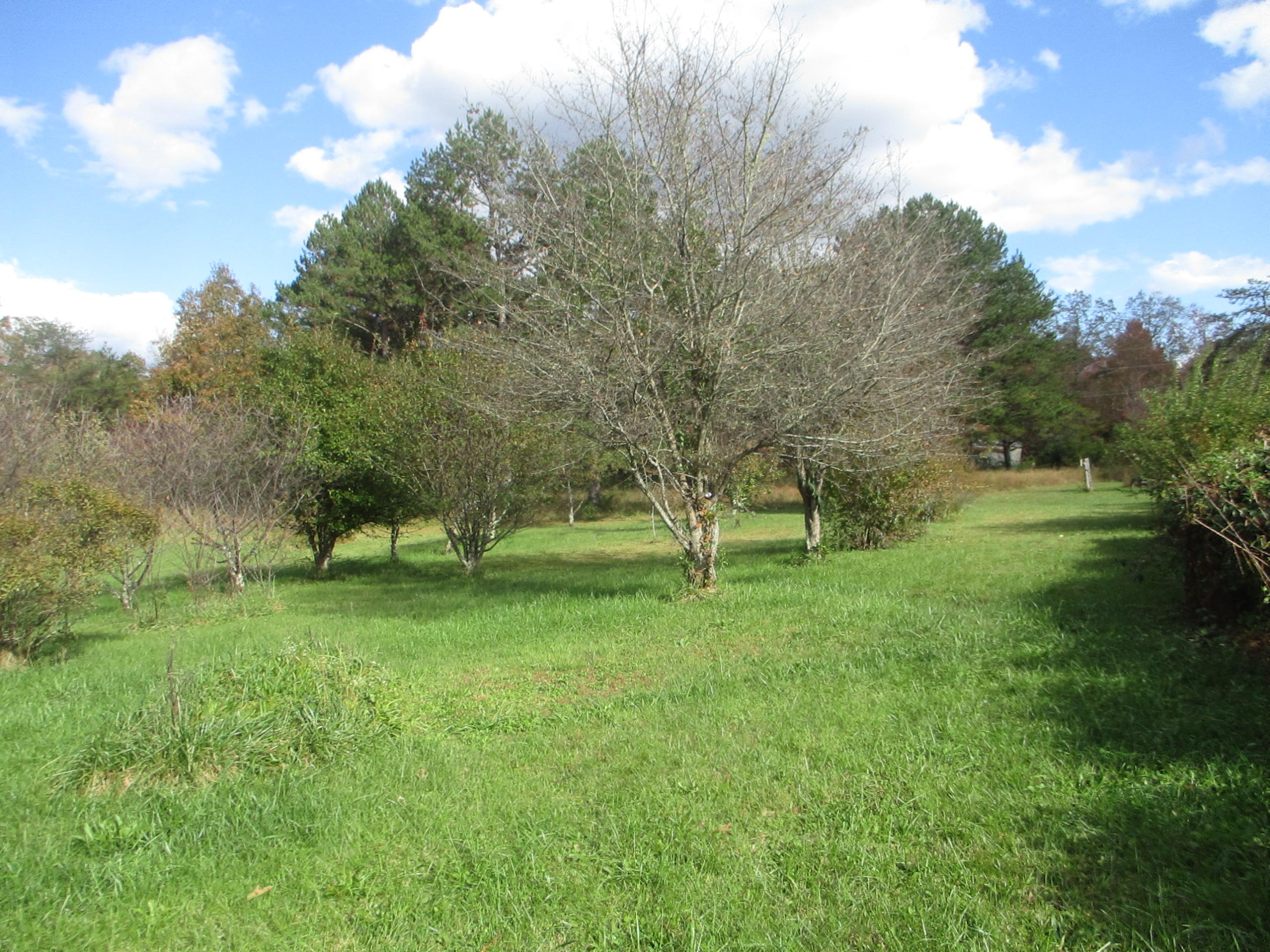 115 Gibson Road Lancing, TN 37770 - Photo 5 of 14 Orchard