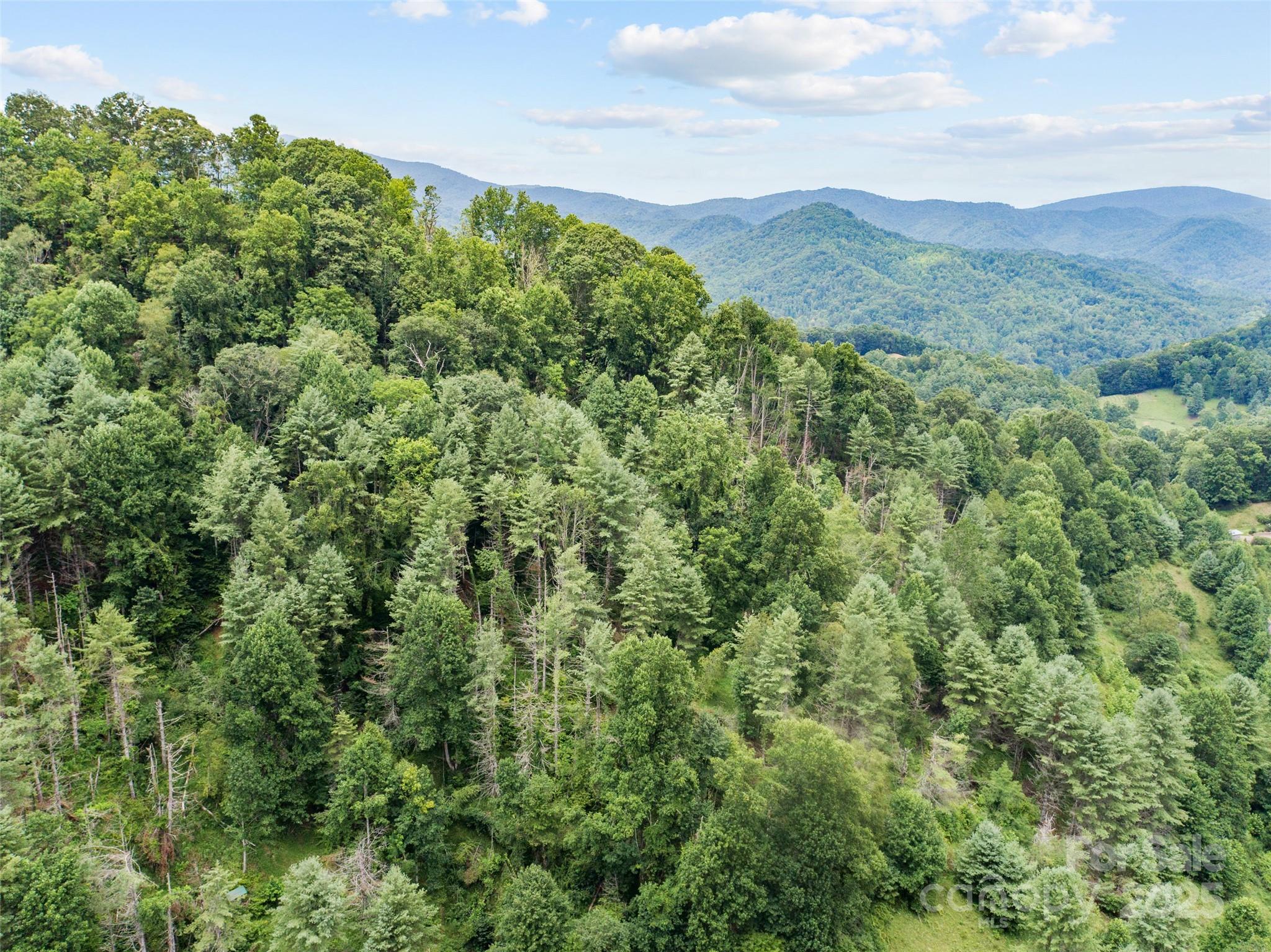0 Bee Log Road Burnsville, NC 28714 - Photo 7 of 9 a view of a lush green forest with lots of trees