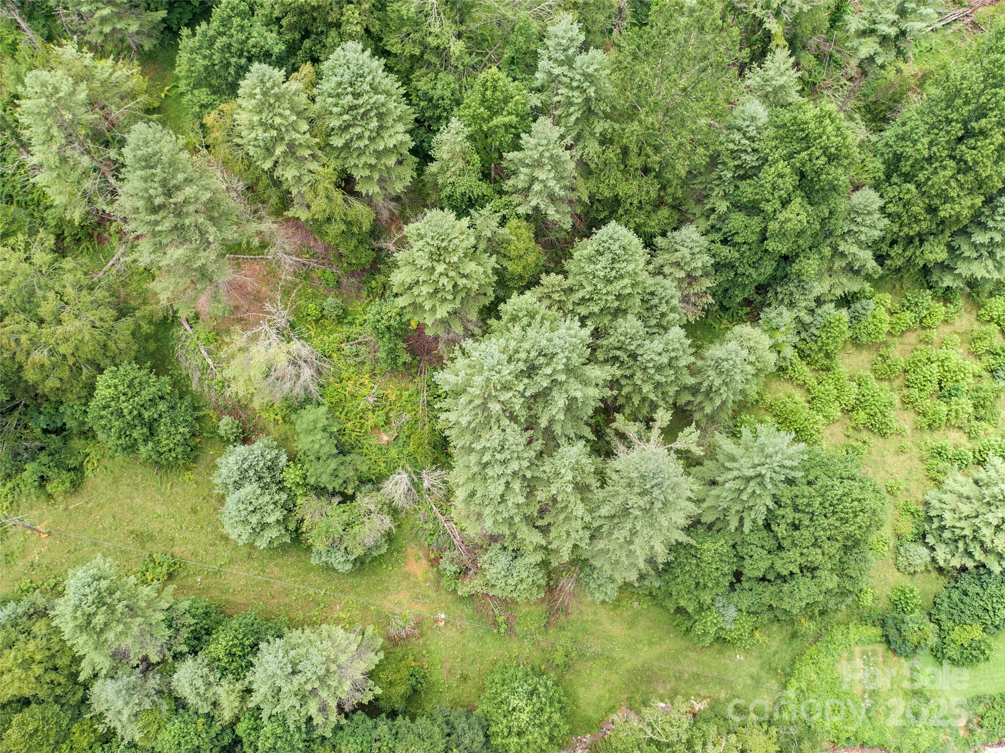 0 Bee Log Road Burnsville, NC 28714 - Photo 8 of 9 a view of a garden