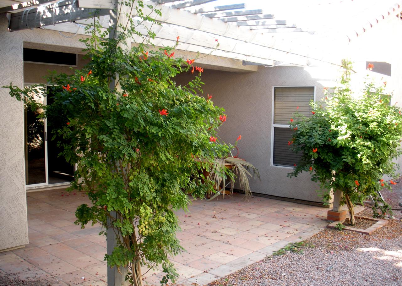 1238 East Presidio Road Phoenix, AZ 85022 - Photo 16 of 18 Patio