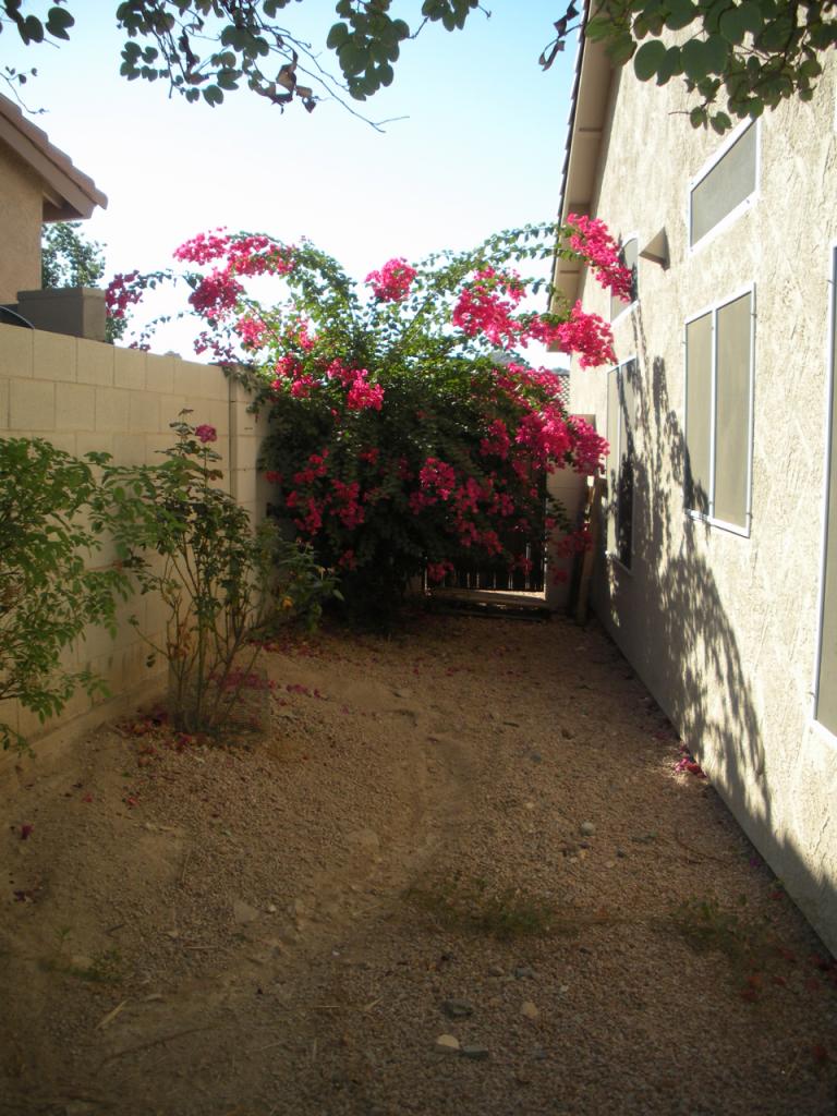1238 East Presidio Road Phoenix, AZ 85022 - Photo 17 of 18 Side Yard